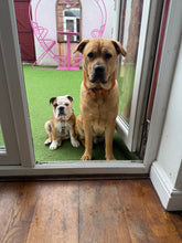 Load image into Gallery viewer, Paint Your Pet!
